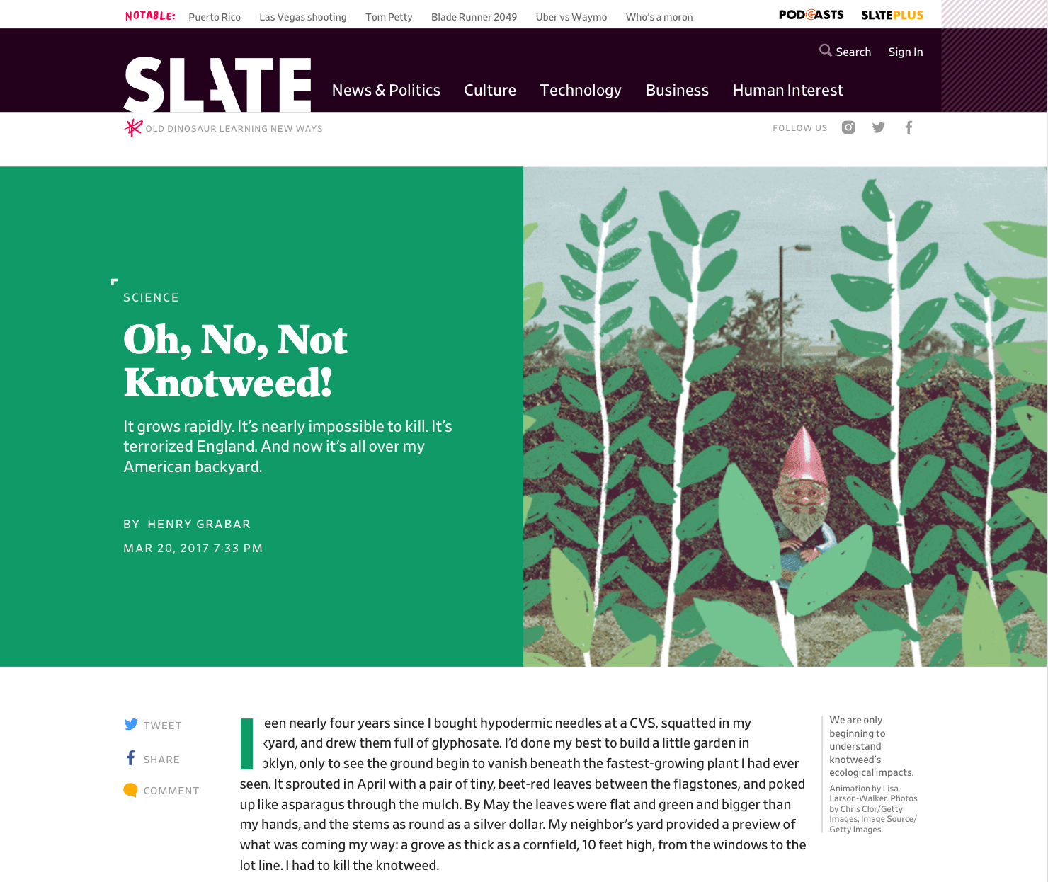 new layout for story about japanese knotweed